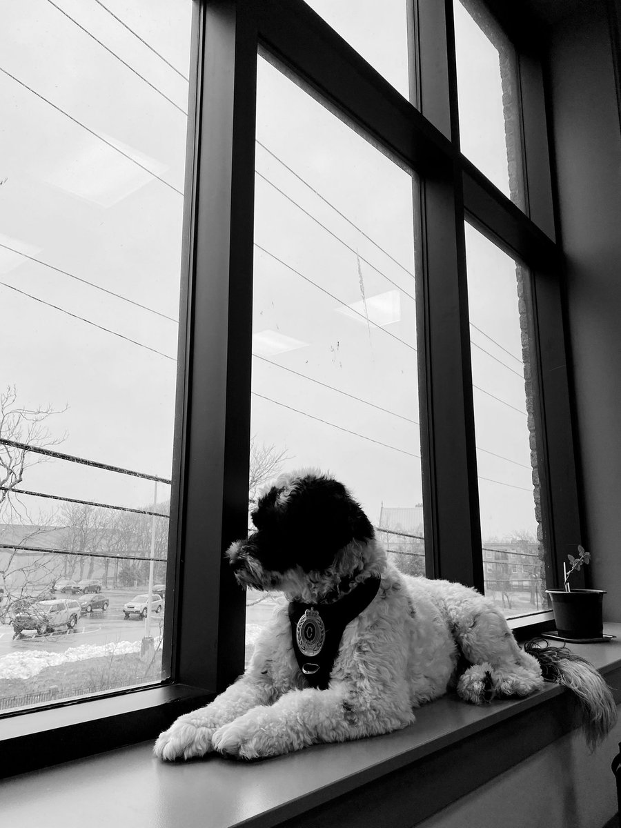 PSD_Stella's tweet photo. All is good and safe on Merrymeeting Road! #nltraffic #nlwx #DogWatcher #DogPatrol
🐾Stella https://t.co/MR1hMOHDmT