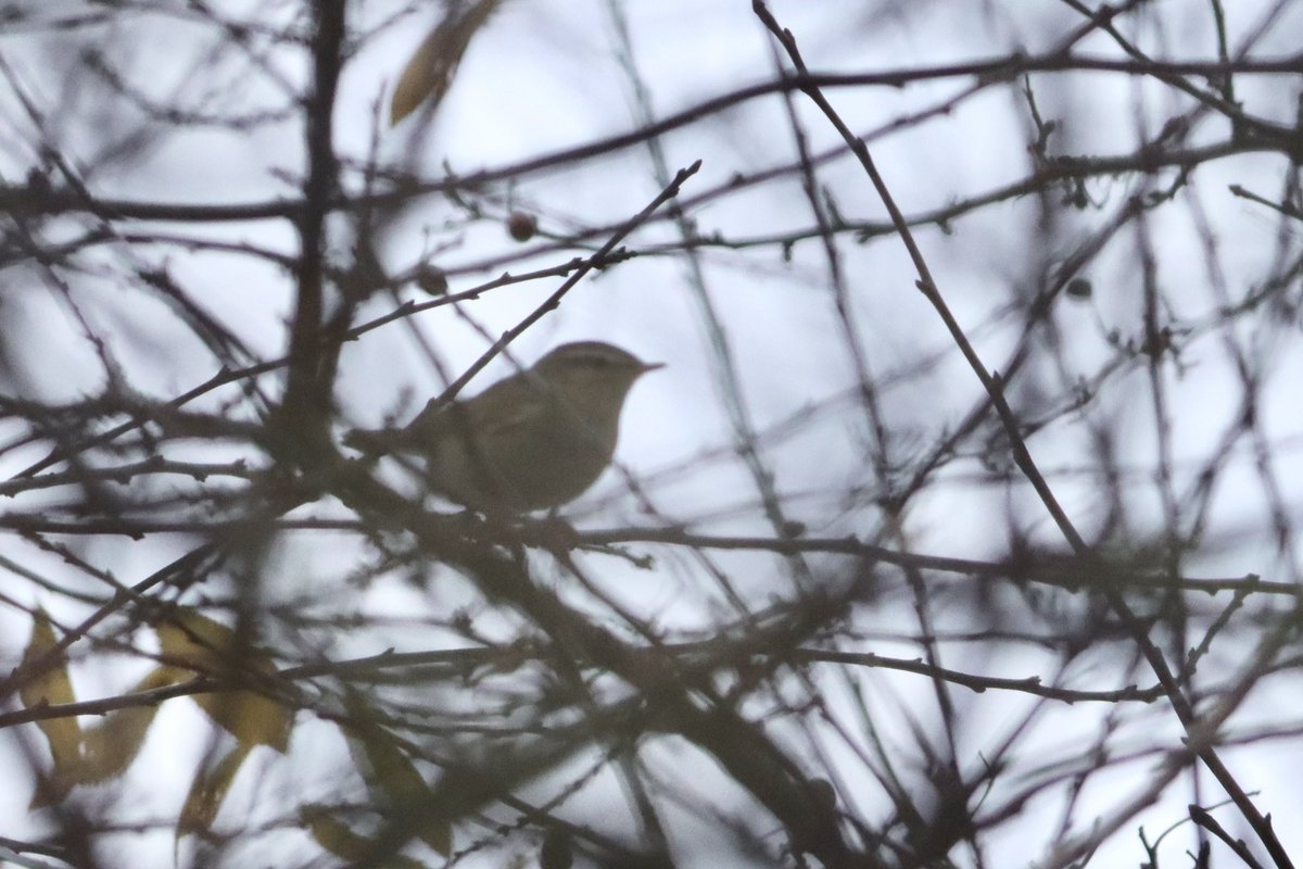 A class find from Sam Jones at Walthamstow with this Dusky warbler today. Elusive but calling intermittently.