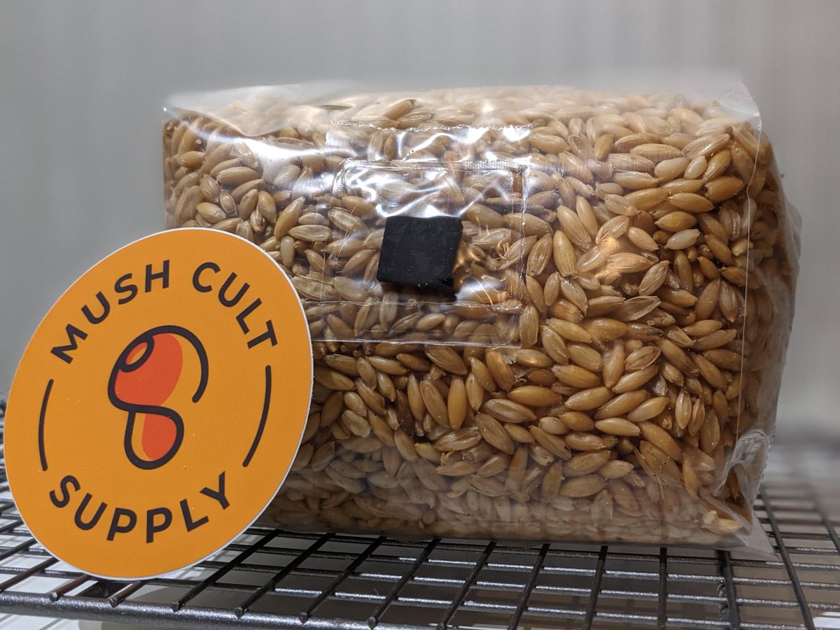 MushCult's tweet photo. Still running the 2lb whole oats bag sale on the website and Etsy shop #mushrooms #mushroomgrowing #fungi #mycology https://t.co/dH9f1y6QFu