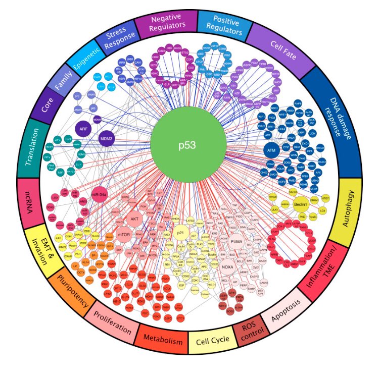 NicoGagelmann's tweet photo. TP53 on the radar throughout and in the last moments of #ASH21. Beautifully complex picture often seen in the meeting. https://t.co/eVG3bXlzNB