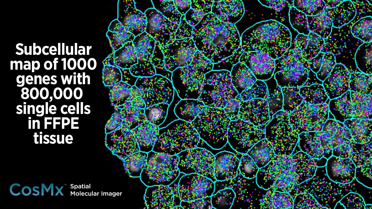 brukerspatial's tweet image. Mind if we brag for a moment? This is the largest single cell and subcellular analysis on FFPE samples to date. Download the CosMx SMI technical publication to see why we're so excited: bit.ly/3ycRsvh
#TechPub #SpatialBiology #SingleCell #FFPE