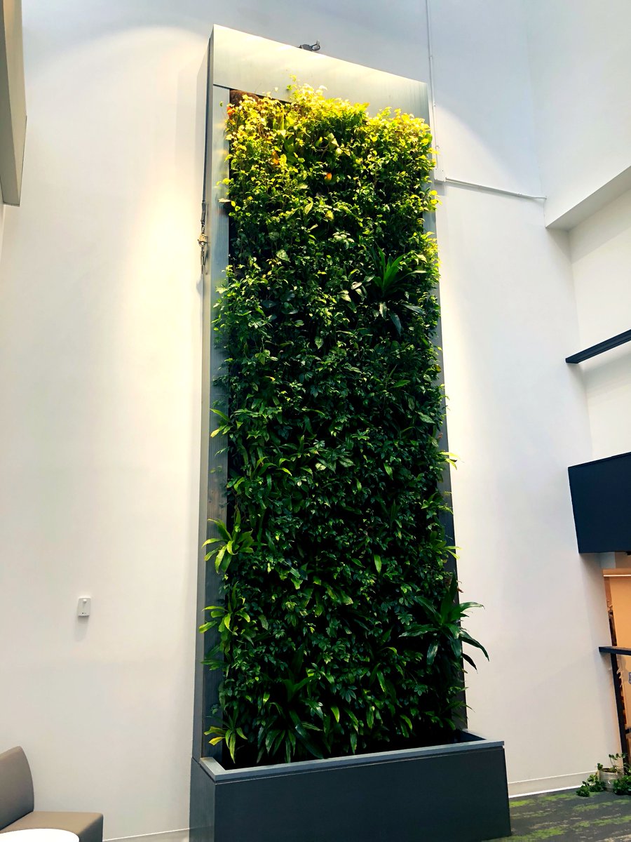 GroupNedlaw's tweet image. Nedlaw Living Wall #biofilters remove harmful #pollutants from indoor air to provide a healthy learning environment and offer a great learning tool for students. 🌿 Nedlaw.ca

A recently maintained #NedlawLivingWalls Project: Dalton School
Toronto, ON
