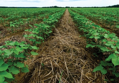 SmallFarmPurdue's tweet photo. #RegenerativeAgriculture is a means of producing foods that reduce/have a net positive environmental/social impact. Learn more at the 2022 #IndianaSFC! https://t.co/pdVaannBUB https://t.co/uIlaRPYqgT