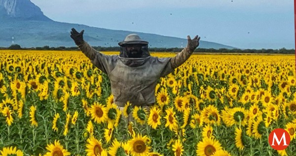 ¡Está en #Tamaulipas! Conoce el campo de girasoles más famoso de #México 

Paisajes de película, puestas de sol y hasta pedidas de mano… ¡un lugar que debes visitar!

mile.io/3pWLLOr