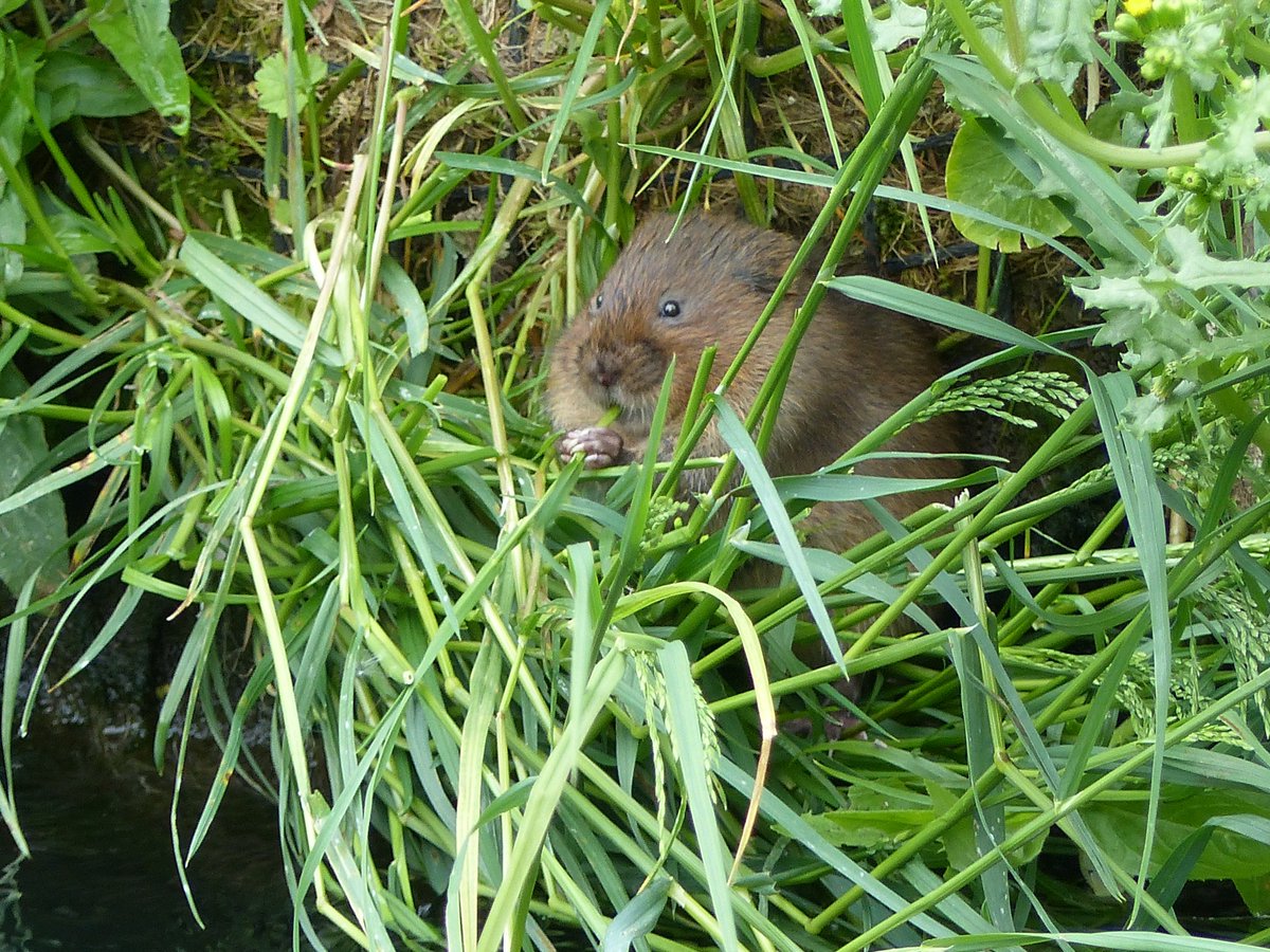 WaterVole's tweet photo. Very excited to see that the #RewildingLondon project will be including the reintroduction of beavers and water voles!!! @holland_tom https://t.co/5BPozkDXdq