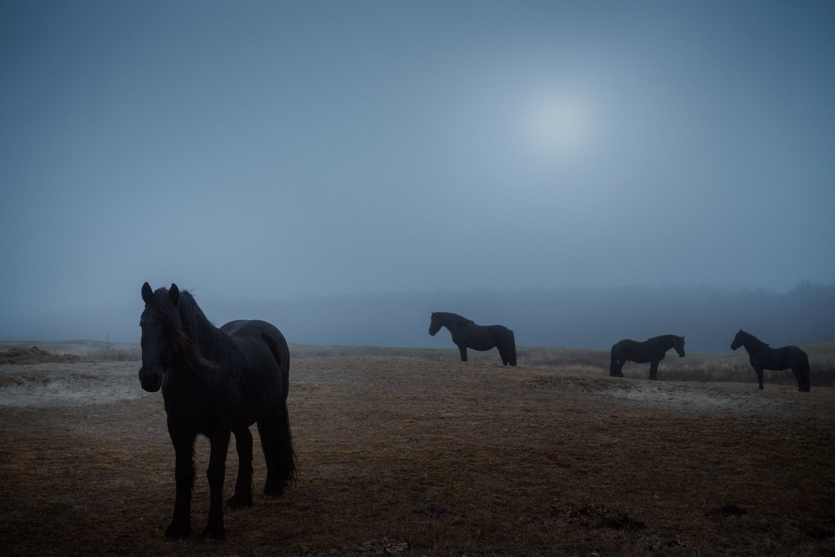 aliz_vekony's tweet photo. My favorite horses https://t.co/tjF1bx1wCE