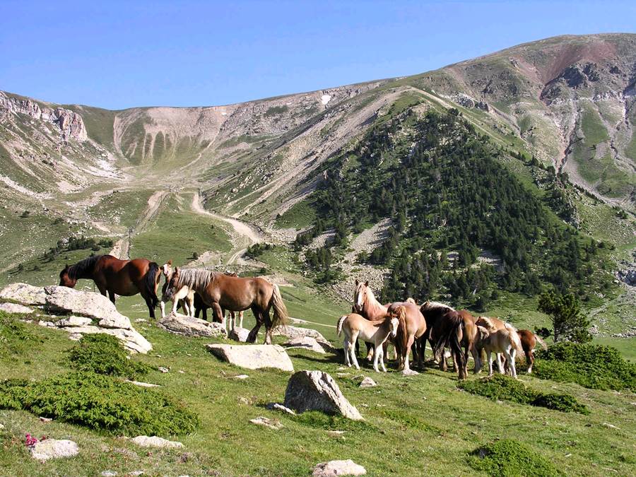 RadioMontornes's tweet photo. 🏔️ En antena @Via_verda parlant amb el guia Xavier Mas de #camprodon, coneixerem els entorns de @Vallter2000 i @AjSetcases per fer les excursions més segures. @FEEC_cat @PSGuiesmuntanya @Pyreneesmfest 
▶️ 91.2 FM, a l'aplicació i https://t.co/RZKgnO6PMK https://t.co/AUE7wsEpkY