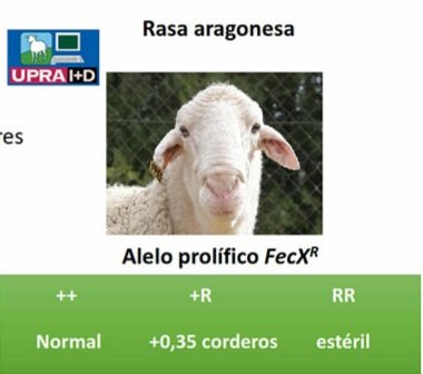 QCasellas's tweet photo. @AbelDelSoler @xaiecologic Segur k es el ROA? Mira les de la dreta de la umatge... 😅 https://t.co/6zNqUOFBw3