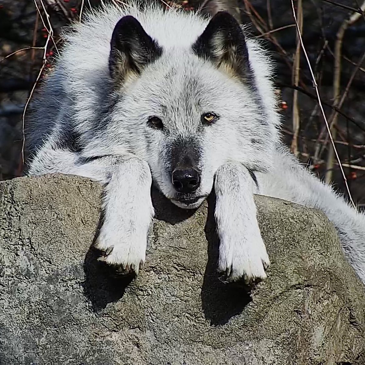 Beyond his importance as a critical keystone species, Zephyr is super cute! 🥰 Join him now on Twitch! ➡️ twitch.tv/wolfconservati…