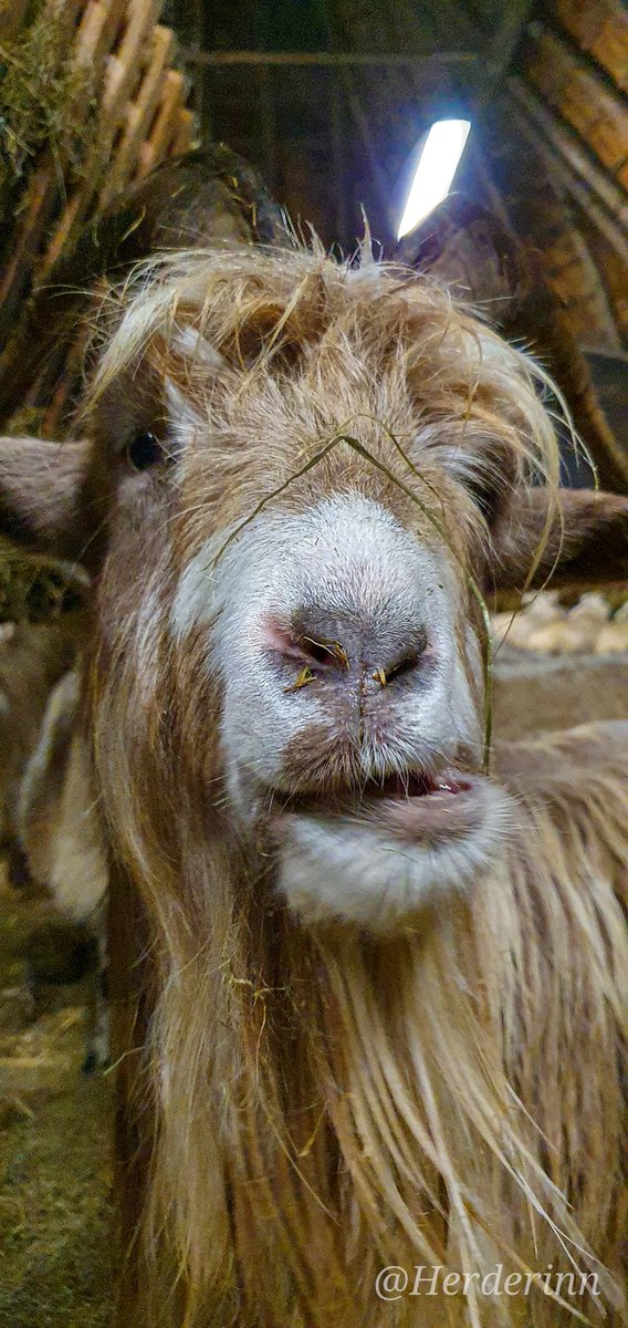 Herderinn's tweet photo. Man man man wat hadden ze er vanmorgen een zooi van gemaakt. Een van de dieren (verdenk natuurlijk Siep geeeeen idee waarom natuurlijk) had bedacht dat ze wel even een hekje konden slopen en dan gewoon even leuk het hele terrein tot hun beschikking hadden. https://t.co/yQqAFUiv4B