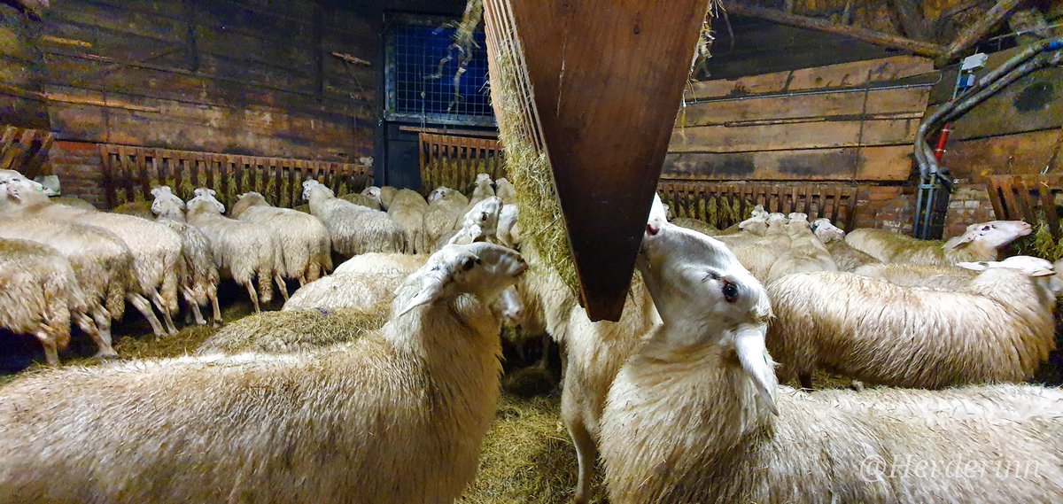 Herderinn's tweet photo. Man man man wat hadden ze er vanmorgen een zooi van gemaakt. Een van de dieren (verdenk natuurlijk Siep geeeeen idee waarom natuurlijk) had bedacht dat ze wel even een hekje konden slopen en dan gewoon even leuk het hele terrein tot hun beschikking hadden. https://t.co/yQqAFUiv4B