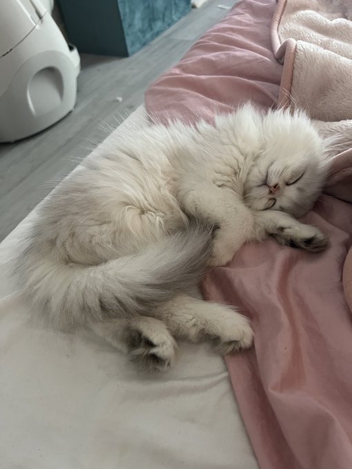 LOOK AT HER AHHHHHHHH https://t.co/7FF4CAtKJd