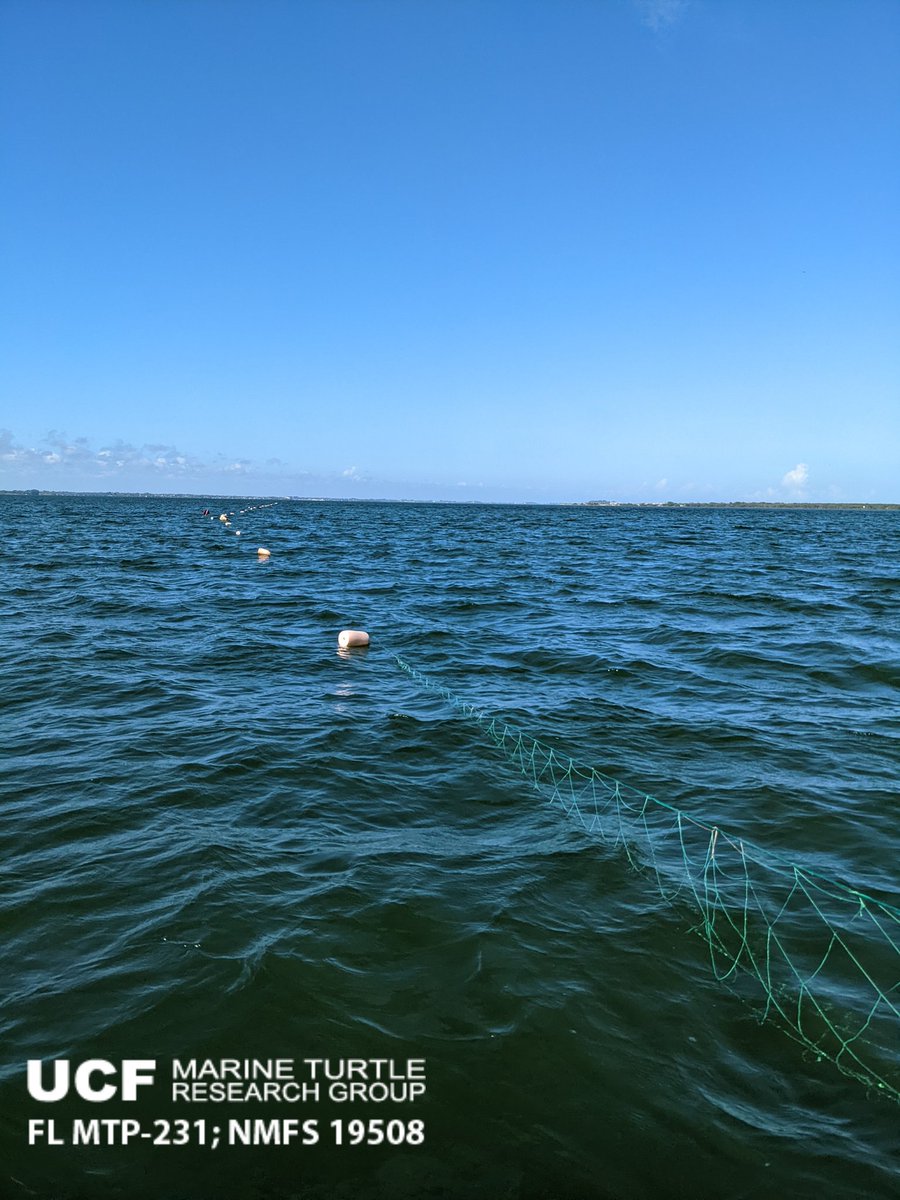 erin_seney's tweet image. Yesterday, the #UCFTurtleLab crew persevered through Code M (🐬) watches to finally get in a full netting day. We had several turtle captures, including this robust #GreenTurtle. It was great to catch some turtles &amp;amp; continue our long-term #IndianRiverLagoon research! 📸:EES