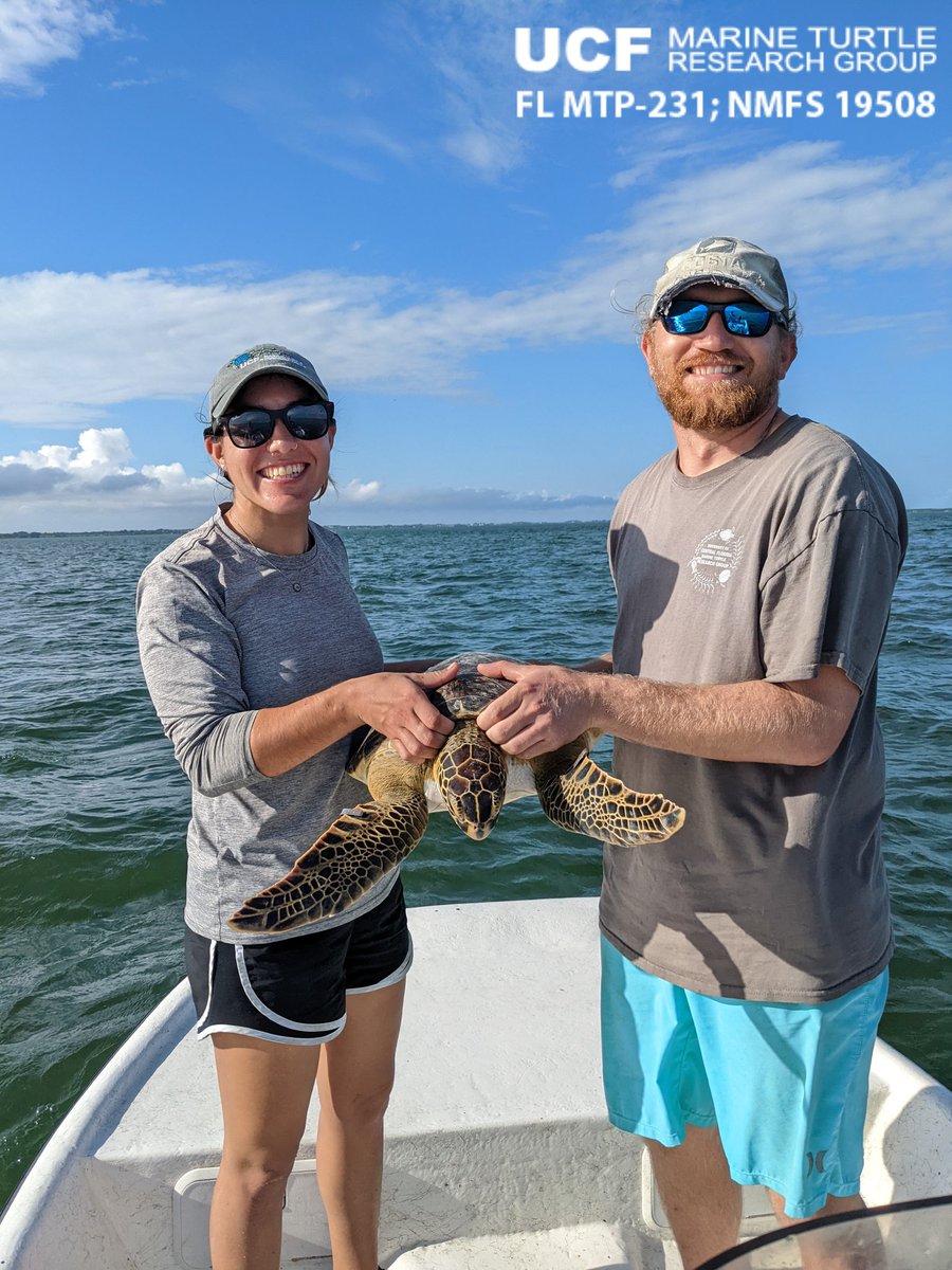 erin_seney's tweet image. Yesterday, the #UCFTurtleLab crew persevered through Code M (🐬) watches to finally get in a full netting day. We had several turtle captures, including this robust #GreenTurtle. It was great to catch some turtles &amp;amp; continue our long-term #IndianRiverLagoon research! 📸:EES
