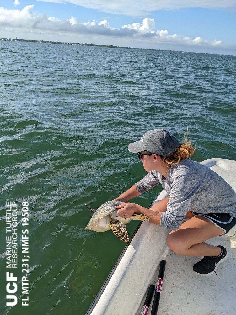 erin_seney's tweet image. Yesterday, the #UCFTurtleLab crew persevered through Code M (🐬) watches to finally get in a full netting day. We had several turtle captures, including this robust #GreenTurtle. It was great to catch some turtles &amp;amp; continue our long-term #IndianRiverLagoon research! 📸:EES