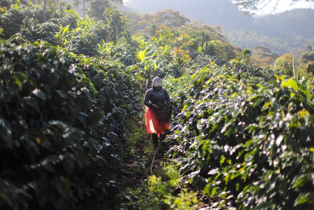 Wize Tea tweet media