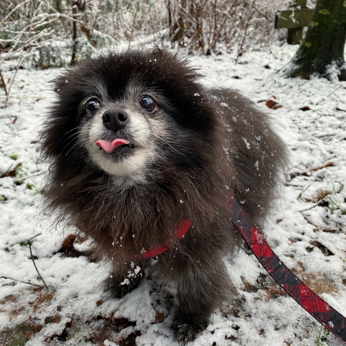 dd_l's tweet photo. Happy to see we’re on a priority snow clearing route in our new(ish) area ❄️ @cityofcoquitlam Means this girl is getting to the vet today 🤍 https://t.co/auOzcgdYhv