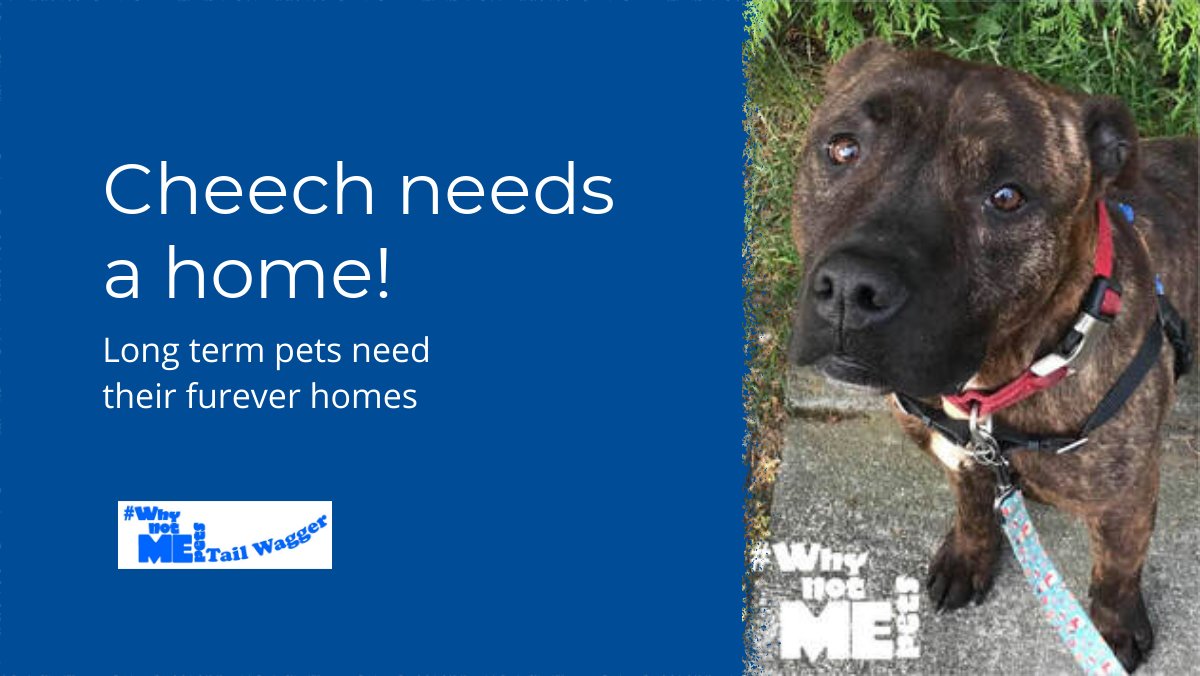 Check our our monthly #WhyNotMePets Newsletter to learn more 
 about Cheech! Might yours be his new home? - #WhyNotMePets Tail Wagger - December 2021 - mailchi.mp/pawsitiveallia…