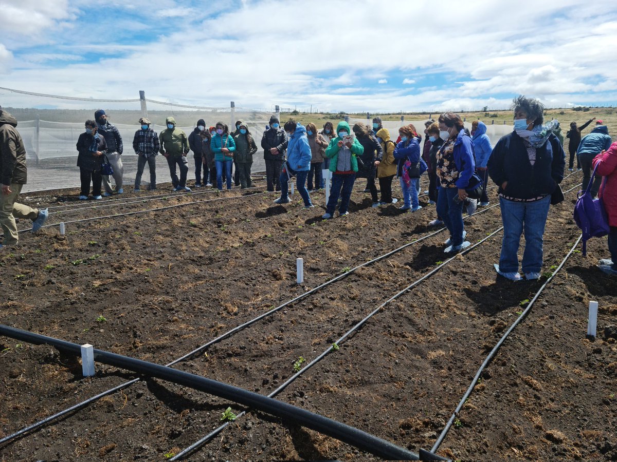 Programa de Papa Semilla INIA realiza #Diadecampo en Kampenaike con agricultores de Punta Arenas y Puerto Natales #Chile
#magallanes <a href="/iniachile/">INIA Chile</a> <a href="/COREMagallanes/">CORE Magallanes</a> <a href="/sagchile/">SAG</a>