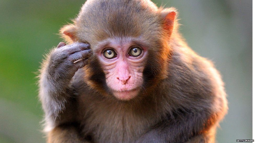 TTFeducation's tweet photo. Monkey Day! #MonkeyDay https://t.co/SLLfLEB1iu