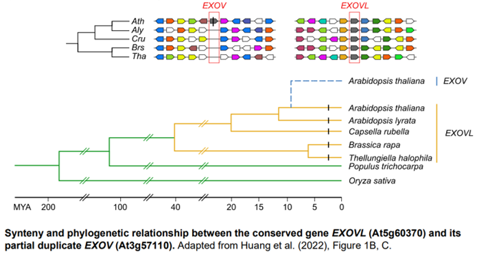 Sunil_KumarKR's tweet photo. Two of my #InBrief summaries are online @ThePlantCell
1) #Evolution of a recent duplicate gene in #Arabidopsis https://t.co/rdx9Yam3yq
2) #MachineLearning models reveals #TimePoint specific #CisRegulatoryElements in Arabidopsis wounding response https://t.co/3GC80ukWcQ https://t.co/EnejwScgDP