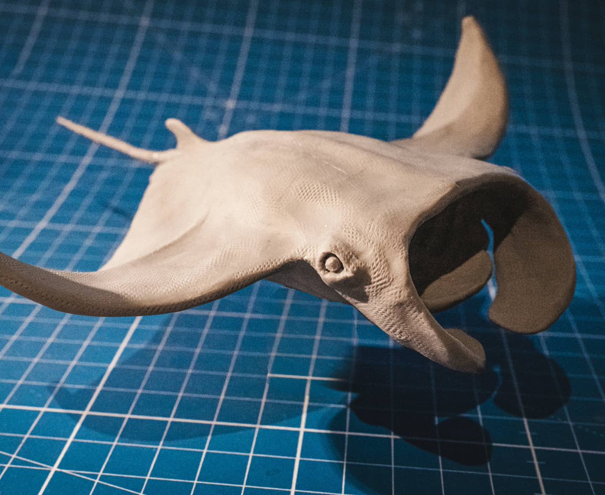SylGAUTIER's tweet photo. I made this polymer clay model of a manta ray for a future automaton. This will be a big help when I'll carve the one in wood.
Can't wait to start working on the real thing !

#sculpture #sculpey #wip #process #mantaray #supersculpey #sculpey #automata #automaton #visualart #art https://t.co/j9ZyOd64rJ