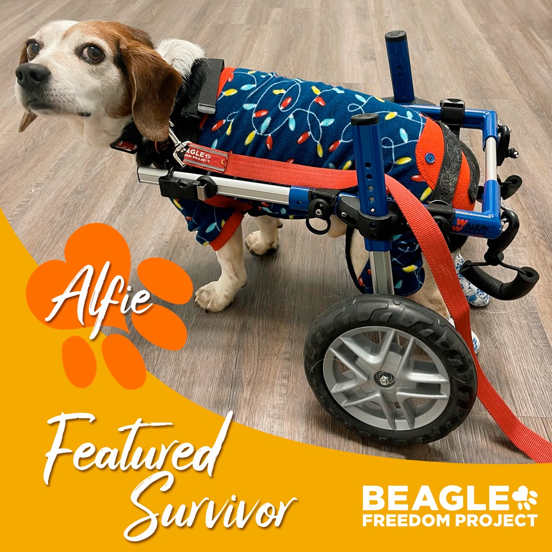 beaglefreedom's tweet image. Will you be my sponsor? They call me Alfie and I have a whole new chance at life thanks to BFP! 🙌 🐾

Just a couple weeks ago I was dumped at a shelter, all alone, pulling myself around by my front legs. I had nearly given up when BFP swooped in and saved me!

1/2
