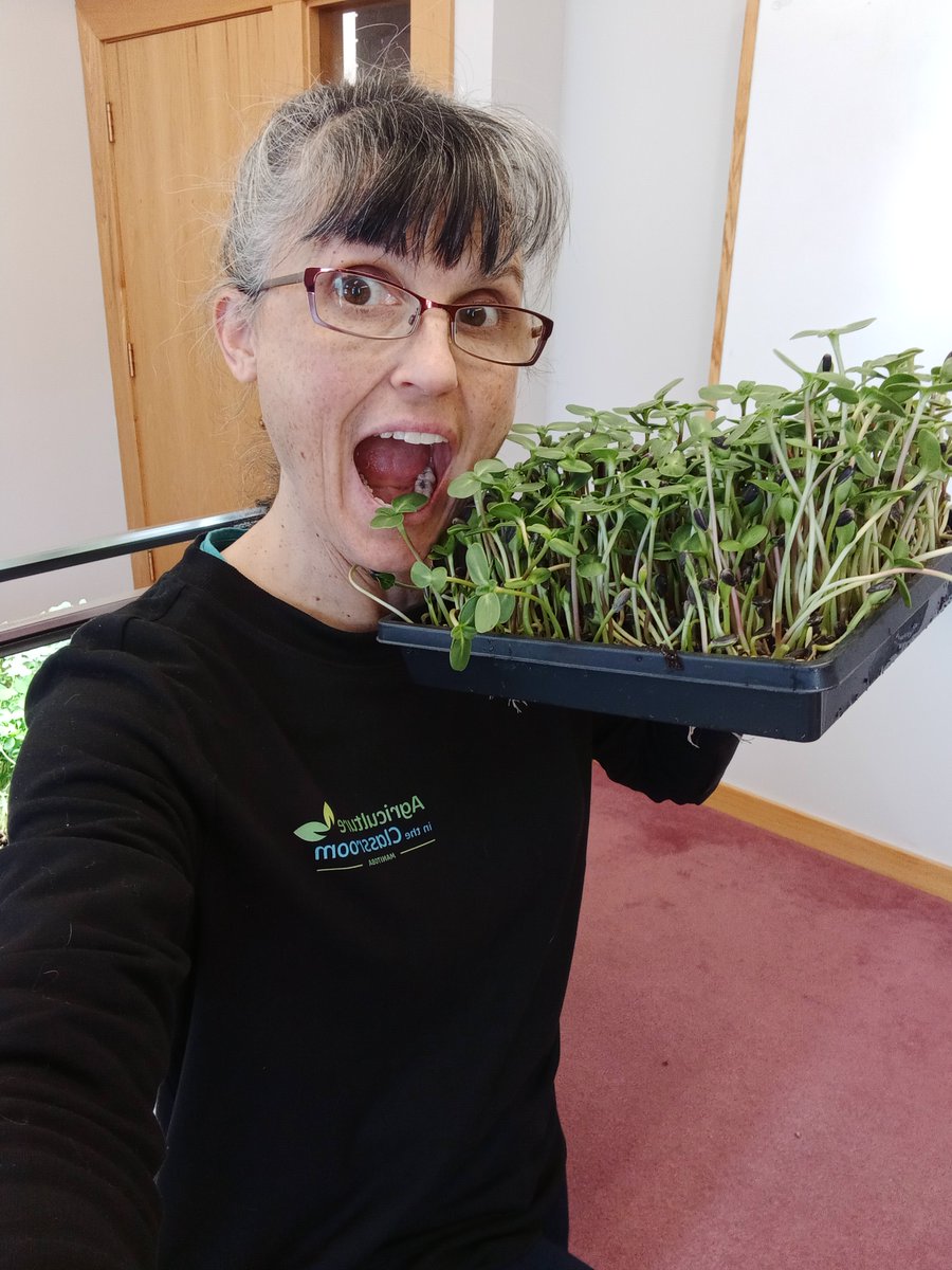 Looking forward to the classroom stories and photos from new Little Green Sprouts teachers after today's training. What's your favourite microgreen?! Sunflowers 🌻for me :) DYK...MB produces the most sunflowers in Canada? <a href="/aitcmb/">Agriculture in the Classroom-Manitoba</a> <a href="/littlegrnthumbs/">Little Green Thumbs</a>
