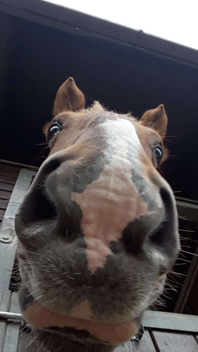 MerPolMounted's tweet photo. 3/3 Boris policed numerous Football fixtures throughout the years, attended hundreds of school visits and countless hi visibility patrols across the Force. Boris was a true yard favourite who will be sorely missed by us all. #StandTall #PHBoris https://t.co/K1hHaqgh3R