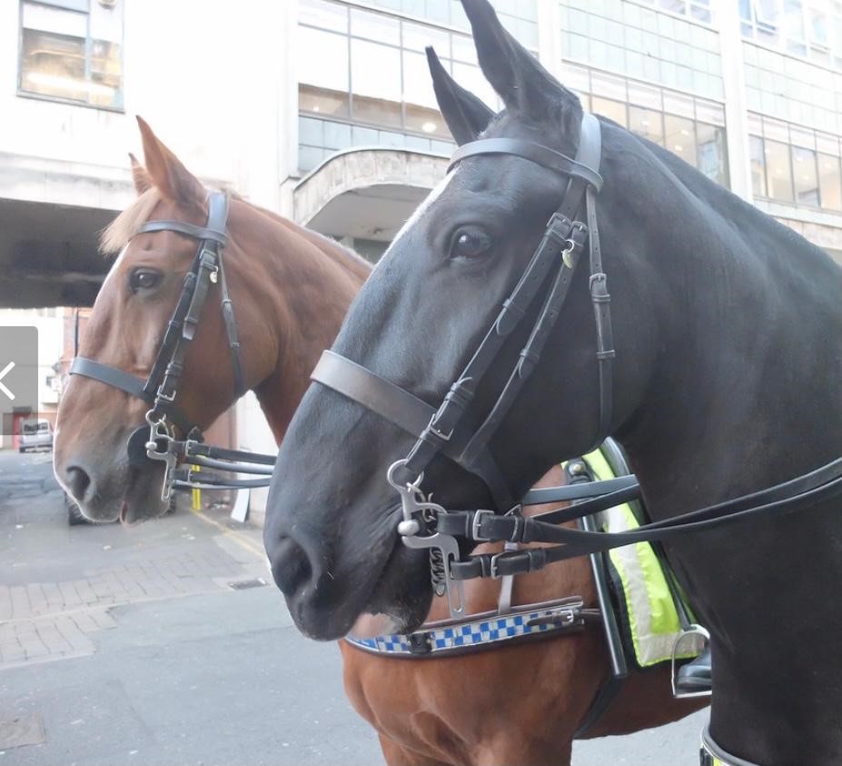MerPolMounted's tweet photo. 3/3 Boris policed numerous Football fixtures throughout the years, attended hundreds of school visits and countless hi visibility patrols across the Force. Boris was a true yard favourite who will be sorely missed by us all. #StandTall #PHBoris https://t.co/K1hHaqgh3R