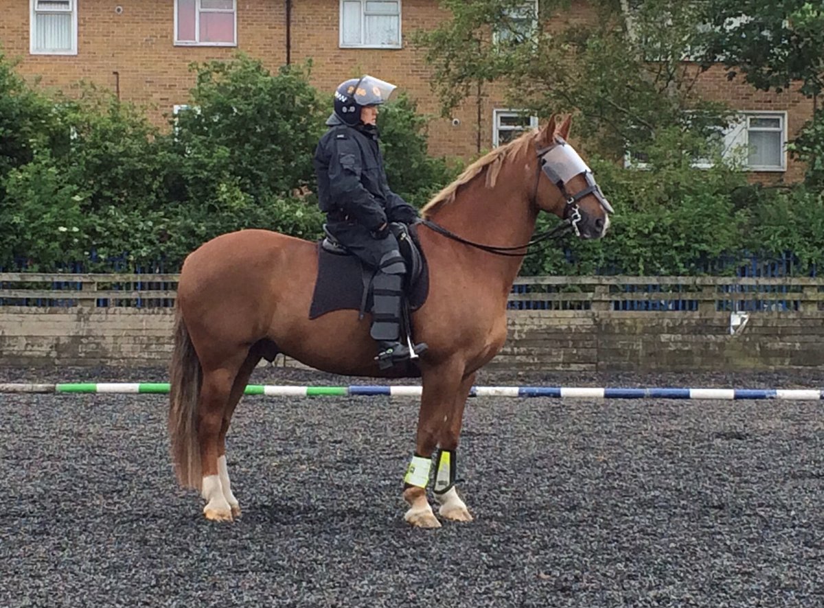 MerPolMounted's tweet photo. 3/3 Boris policed numerous Football fixtures throughout the years, attended hundreds of school visits and countless hi visibility patrols across the Force. Boris was a true yard favourite who will be sorely missed by us all. #StandTall #PHBoris https://t.co/K1hHaqgh3R