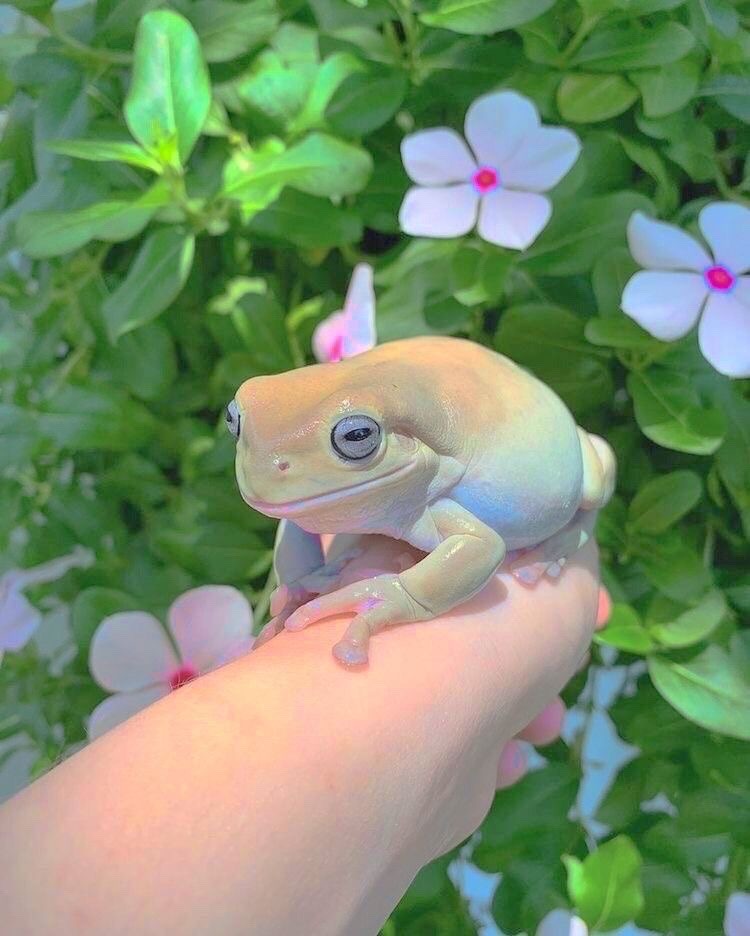 spring frogs ! 🐸🌷