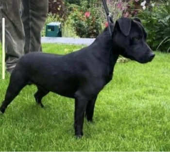 millypod1's tweet photo. 🆘12 DEC 2021 JACK #Lost #ScanMe
Black Patterdale Terrier Male
#Hanby #Lincs #NG33 Ran when on a walk
Hanby is a hamlet in the #SouthKesteven district of #Lincolnshire
https://t.co/ExmPqkYU6d https://t.co/eNKKYosI6U