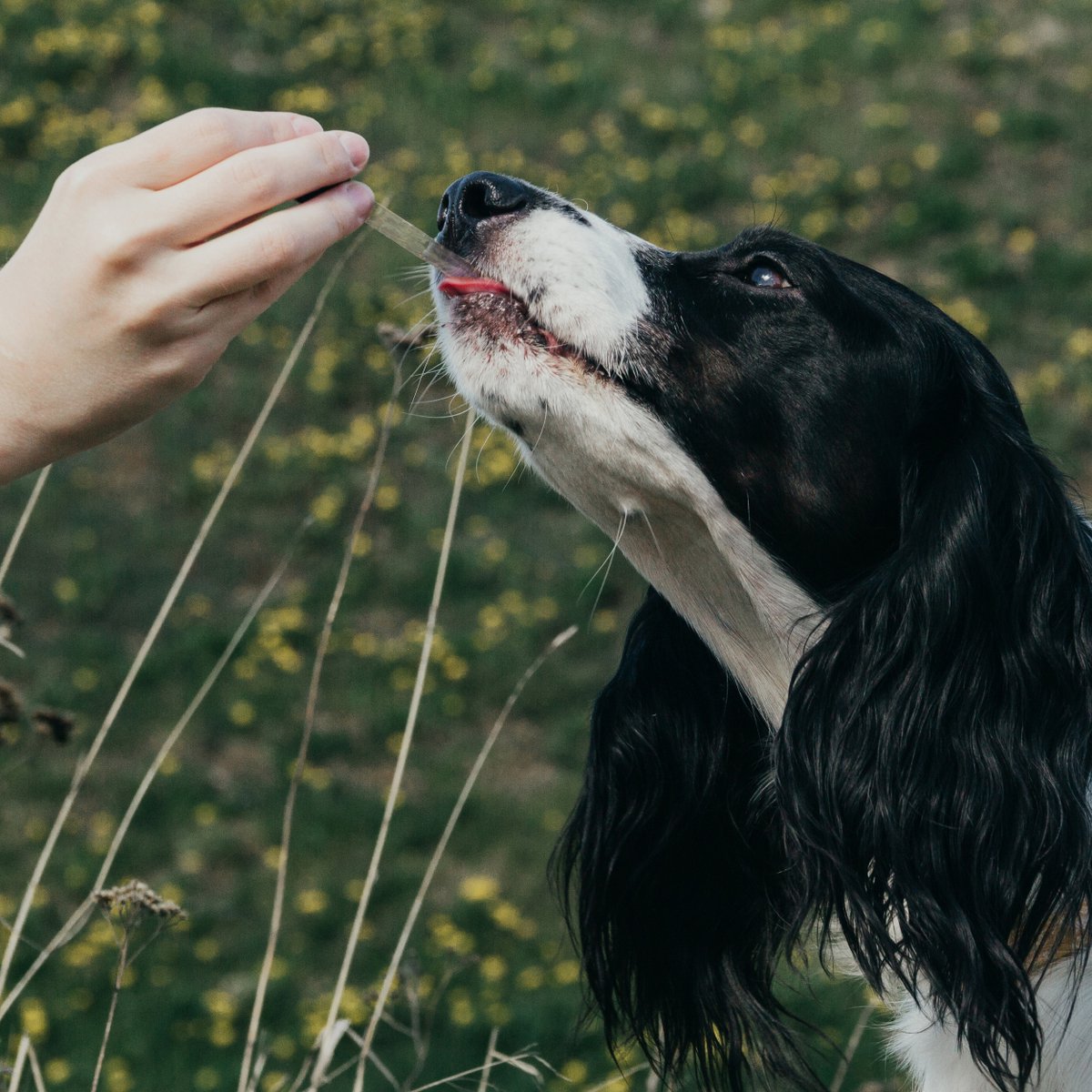Blazin’ Barkery™ products contain CBD Isolate 🌱

Unlike full-spectrum CBD products, which can legally contain up to 0.3% THC, Isolate is pure CBD – no need to worry about giving your pet untested cannabis compounds 🐾

Learn more:  bit.ly/3C7Vjeu?utm_co…