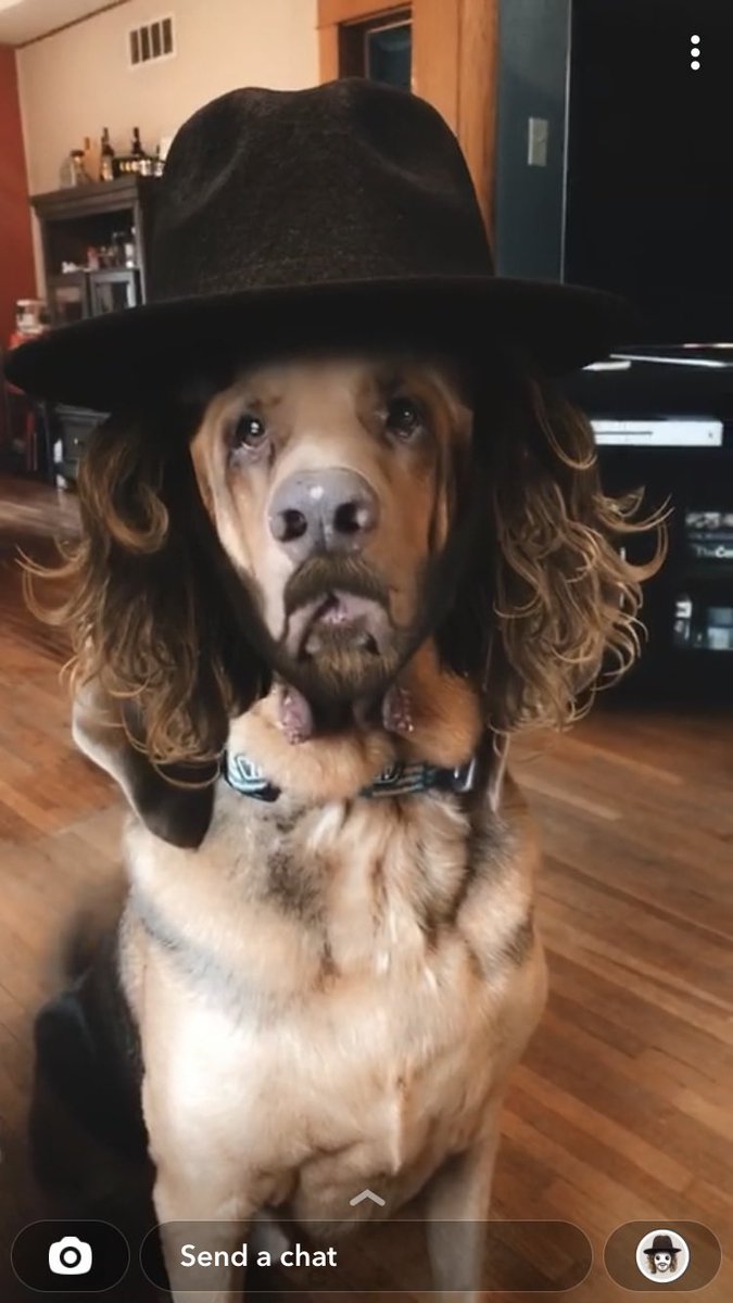 IchaDogs tweet media