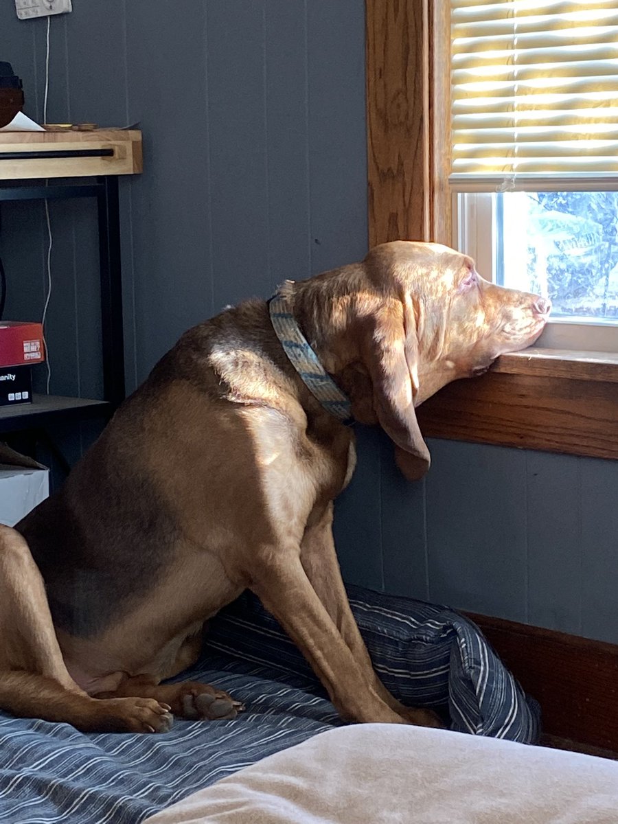 IchaDogs tweet media