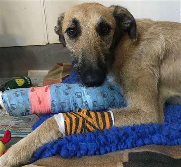 Thankfully, a happy ending for this poor fellow.
bit.ly/3dR1HMD