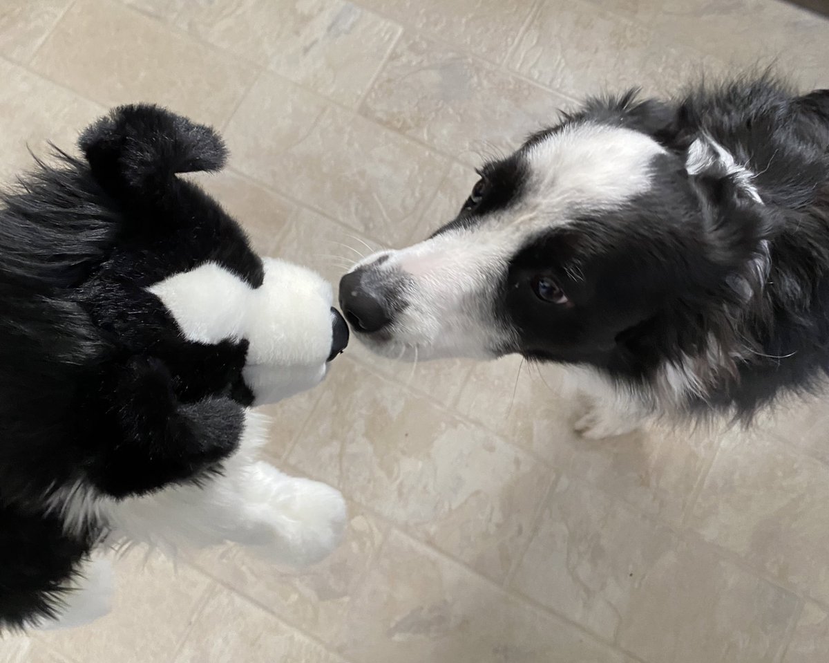 ElliottChirps's tweet photo. My 1.5yo nephew LOVES the Find Momo books. He doesn’t care our b&w border collie is a girl not named Momo - he calls her Momo. Christmas means Find Momo books and a stuffed border collie!
Not-Momo is excited too. @andrewomerknapp #FindMomo #FindYaya #FindBoo https://t.co/XogB2Unplh