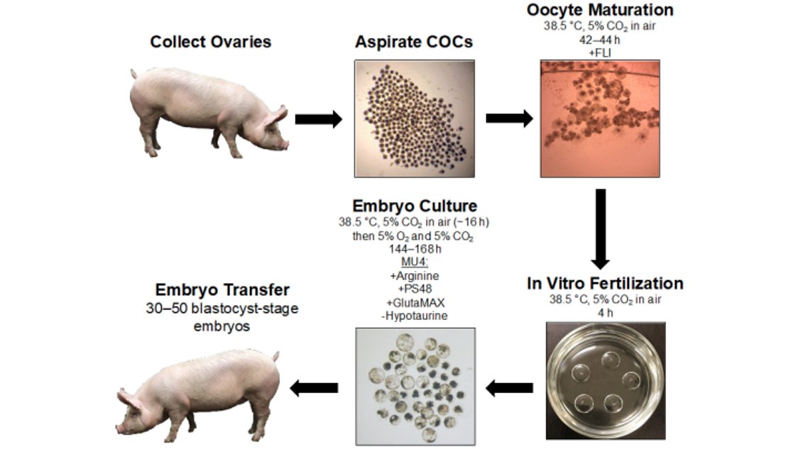 NIH_ORIP's tweet photo. Read: Challenges and Considerations during In Vitro Production of Porcine Embryos. ORIP support to National Swine Resource and Research Center (NSRRC) through U42 OD011140. @MizzouNews @IAStateResearch @USDAScience #science #research #biomedical https://t.co/r1FJbCAurO https://t.co/w78hGXgB7F
