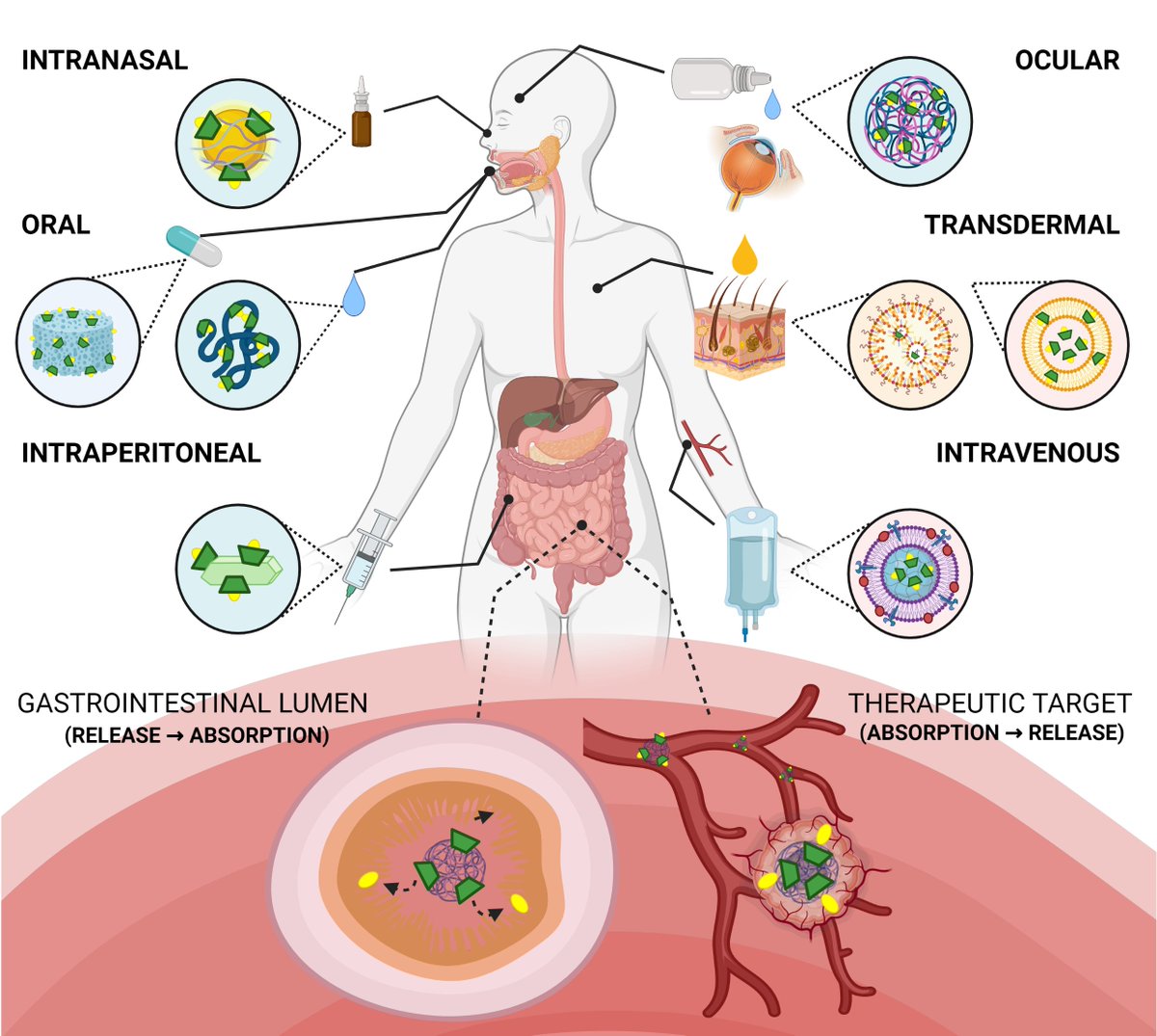 Happy to share our recently published review about classification and advances in controlled release and bioavailability of Cyclodextrin-Modified Nanomaterials for drug delivery mdpi.com/1999-4923/13/1… <a href="/FONDAP_ACCDiS/">ACCDiS</a> <a href="/PharmaExcipient/">PharmaExcipients</a> <a href="/MDPIpharma/">Pharmaceutics MDPI</a>
