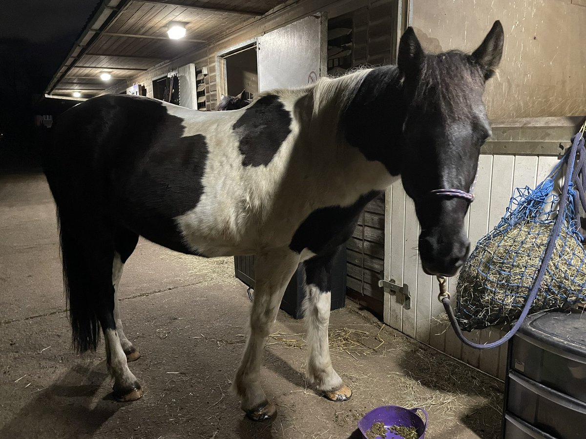 Shadow girl. We have had such fun groundworking and riding this pm. Just chilling with her now as she chomps on her hay - feels very special #horses