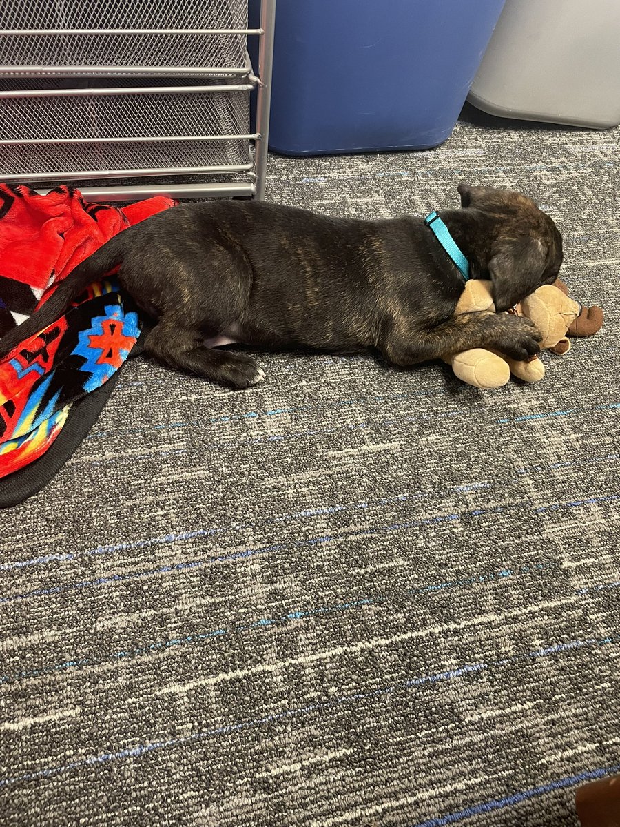 Student Body Puppy 🐾 Sunka, he’s enjoying the office and wishing all you Jayhawks the best on your finals! #kusenate #studentbodypuppy ❤️💙