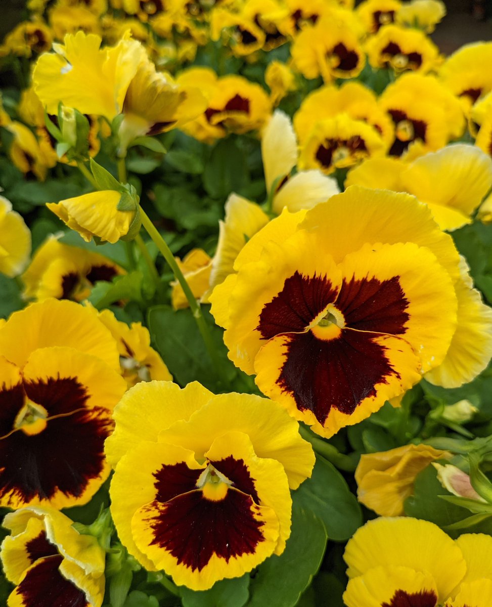 Add a little all-natural #sunshine to your garden beds with Violas/Pansies! 💛 p.s. did you know that viola/pansy flowers are edible? You can sprinkle on salads or desserts for a mild, fresh flavor or a more prominent wintergreen taste.