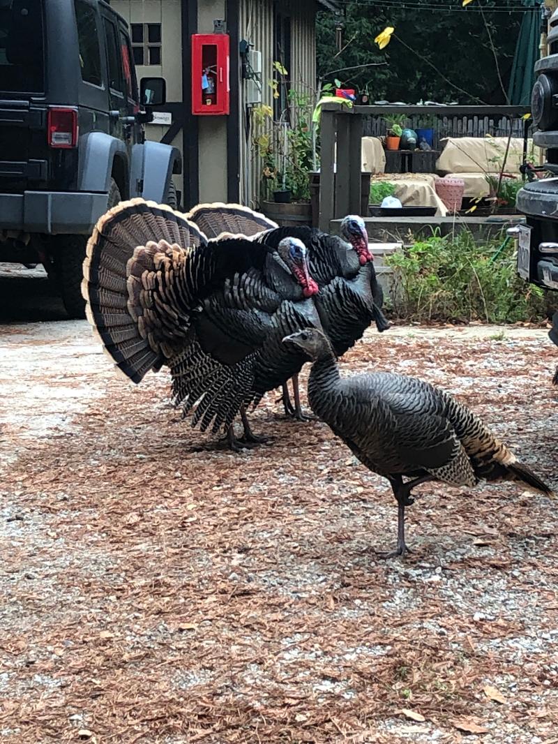 I’m a finalist in Big Sur Lodge’s Story Contest. Help me rally votes: flip.to/r/kg4zx <a href="/BigSurLodge/">Big Sur Lodge</a>