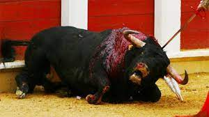 AlbertoAcostaE's tweet photo. TORTURA NO ES NI ARTE NI CULTURA 
No era necesaria consulta popular para PROHIBIR LOS TOROS; las corridas son incompatibles con los Derechos de  la Naturaleza y con los principios éticos de una vida digna para humanos y no humanos.

#TauromaquiaNUNCAmas 
@CorteConstEcu 
@ravila67 https://t.co/vH5QXd9zE9