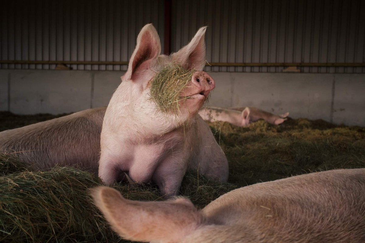 Beneath The Wood Sanctuary Ⓥ 𓃟 Pigoneer tweet media