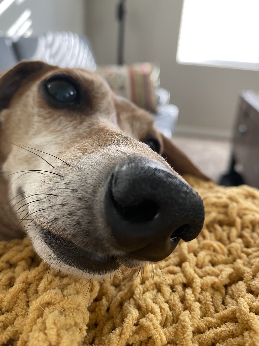 alyvandyke's tweet photo. My world is infinitely darker without you, my sweet Charlie. You were my best friend for nearly 11 years, and I’ll miss you forever. Sleep sweet, baby boy. I love you. Always. 🌻❤️🌈 https://t.co/qzKqdouPYe