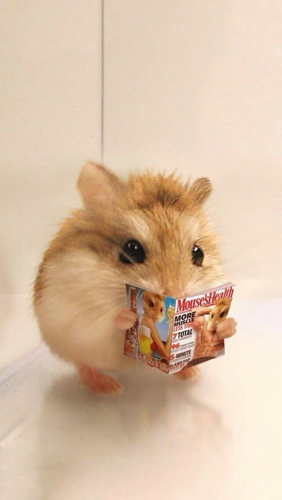 DerCrusher's tweet photo. Doch damit nicht genug: Es stellte sich ebenfalls heraus, dass Hamster  zu extrem intelligenten Leistungen fähig sind, gibt man ihnen die Lebenszeit, sich zu bilden. Der Hamster Hubert wurde zu einem Gebildeten Gesellschaftswissenschaftler.

Bild von Hubert nach dem Frühstück https://t.co/loSWQ3i7UF