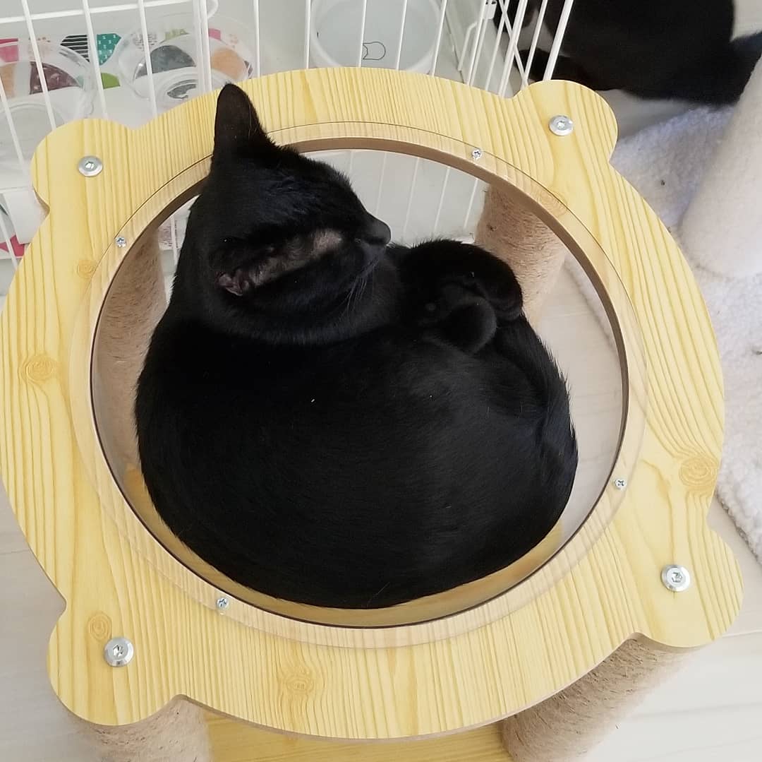 猫カフェnya Go にゃーご 公式 Since Twitter