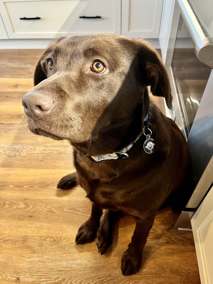 FreestoneJenn's tweet photo. Tucker would really like it if you purchased online @Oil_Foundation 50/50 tickets for tonight’s #oilers game as the proceeds benefit @EdmontonHumane. Think about all the extra treats and toys you can buy your own furry friends if you win! https://t.co/MHhR6Ivkse